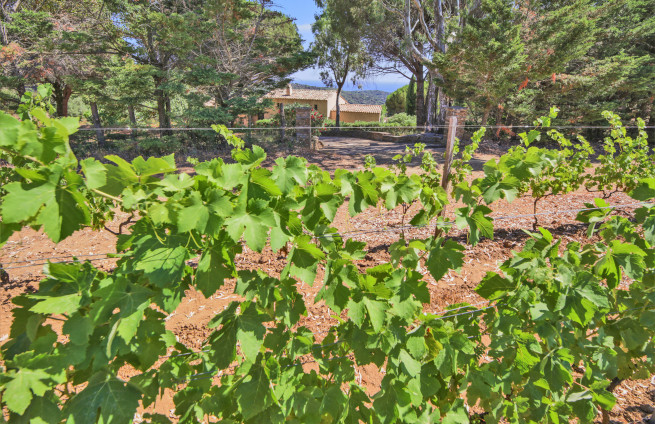 propriété-vue-mer-panoramique-vignoble-immobilier-la-croix-valmer